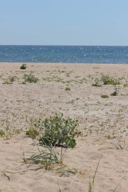 Dünya'ya, bir yaz gününde bir açık deniz kenarına ıssız bir kumsalda, boş bir plaj ve açık bir gökyüzü, minimalist bir manzara okyanus, uzay, bir kopyasını yakınındaki ıssız bir adada dinlenmek