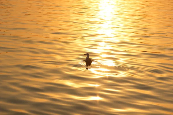 海鸥在海里游泳 夕阳中的鸟儿在水中 海水中的阳光 海洋中的橙色色调 空间的复制品 设计师的空白 — 图库照片