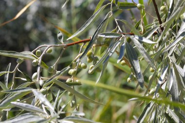 Yeşil meyveler, zeytin güneşli bir günde ulaşan bir zeytin dalı hasat, yeşil yaprakları Yunan ağaca, portre, güzel çilek dal, Vejetaryen