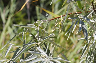 Yeşil meyveler, zeytin güneşli bir günde ulaşan bir zeytin dalı hasat, yeşil yaprakları Yunan ağaca, portre, güzel çilek dal, Vejetaryen