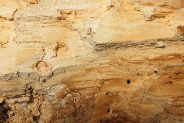 Güneş ışığı, kırık ağaç, soyut doğal desen, bir tasarımcı için closeup boş ahşap doku