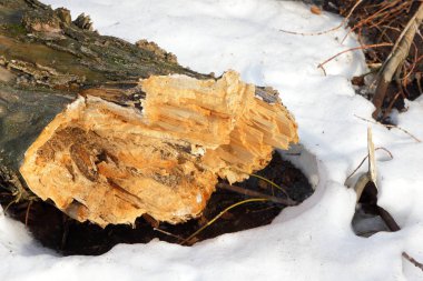 Ağaçlar orman, çevre sorunları, iklim değişikliği down sonra fırtına, bir arka plan bulanık, çevre koruma, bir ahşap doku kırık bir ağaç kesme