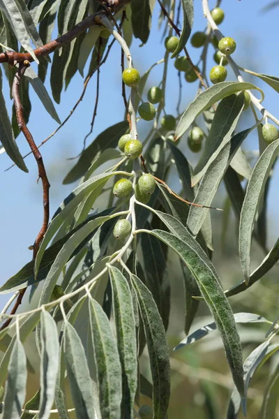 Branches of an olive with green berries, reaching olives on a sunny day, harvest, green leaves of a greek tree, closeup, beautiful berries on a branch, vegetarian