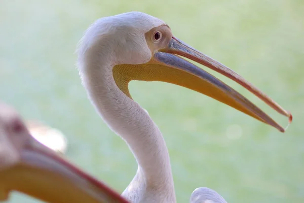 Ptak Głowę Biały Pelikan Duży Żółty Dziób Ochrony Zwierząt Pelikan — Zdjęcie stockowe