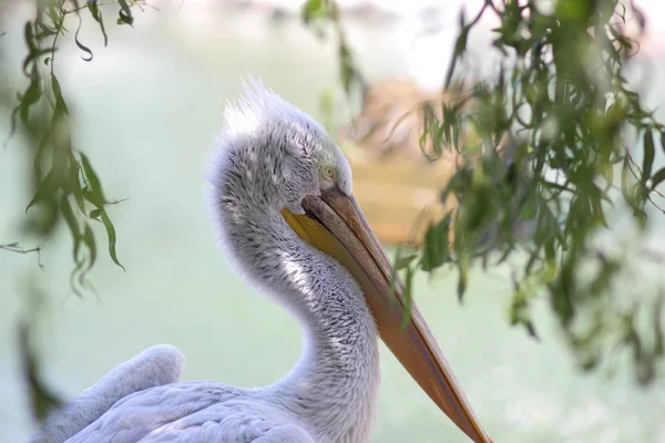 Pelican head, white bird with large yellow beak, animal protection, pelican close-up with blurred background, blank for designer