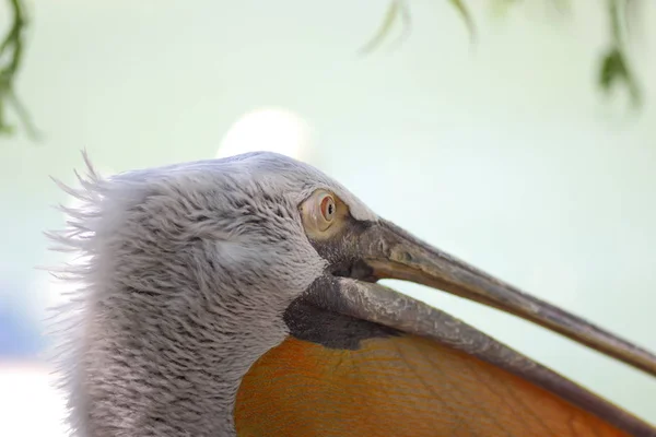 Testa Pellicano Uccello Bianco Con Grande Becco Giallo Protezione Animale — Foto Stock