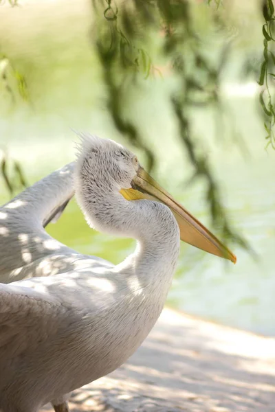 Tête Pélican Oiseau Blanc Avec Gros Bec Jaune Protection Des — Photo