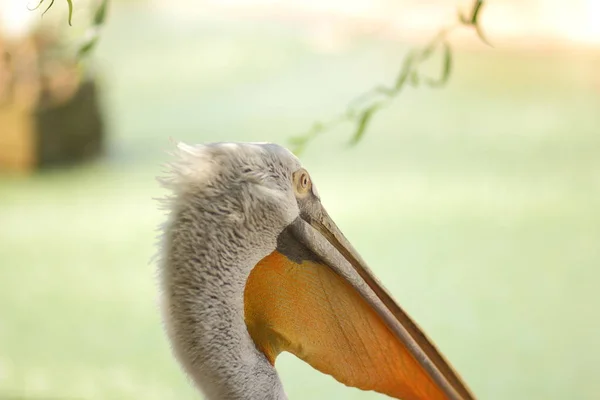 Pelican Cabeça Pássaro Branco Com Bico Amarelo Grande Proteção Animal — Fotografia de Stock