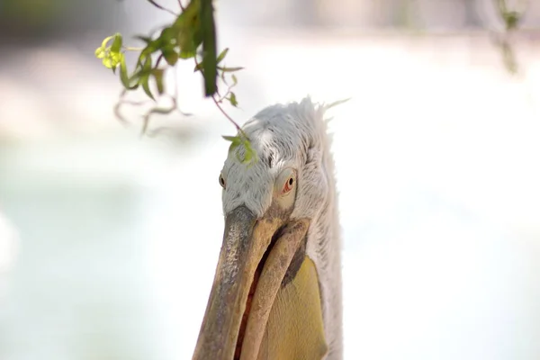 Pelican Cabeça Pássaro Branco Com Bico Amarelo Grande Proteção Animal — Fotografia de Stock