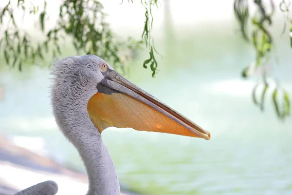 Pelican head, white bird with large yellow beak, animal protection, pelican close-up with blurred background, blank for designer