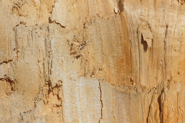 Wooden texture in sunlight, broken tree, abstract natural pattern, blank for a designer, closeup