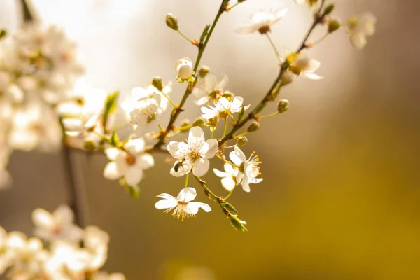 Flowering Cherry Sun White Flowers Blurred Green Background Cherry Branches — Stock Photo, Image