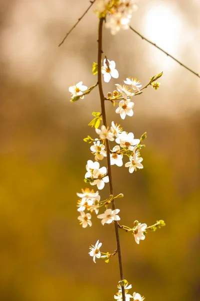 Blühende Kirsche Der Sonne Weiße Blüten Auf Verschwommenem Grünem Hintergrund — Stockfoto