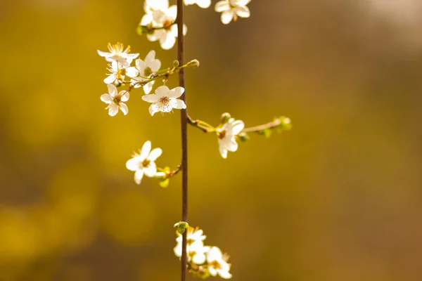 Flor Cerezo Sol Flores Blancas Sobre Fondo Verde Borroso Ramas — Foto de Stock