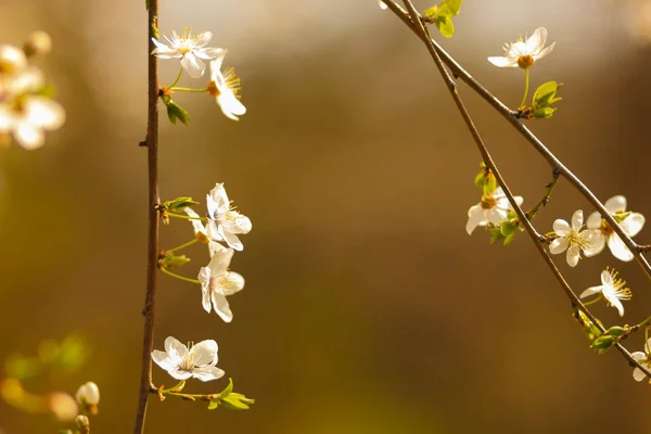 Flowering Cherry Sun White Flowers Blurred Green Background Cherry Branches — Stock Photo, Image