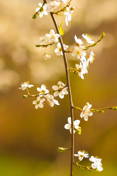 Flor Cerezo Sol Flores Blancas Sobre Fondo Verde Borroso Ramas — Foto de Stock