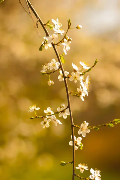 Blühende Kirsche Der Sonne Weiße Blüten Auf Verschwommenem Grünem Hintergrund — Stockfoto