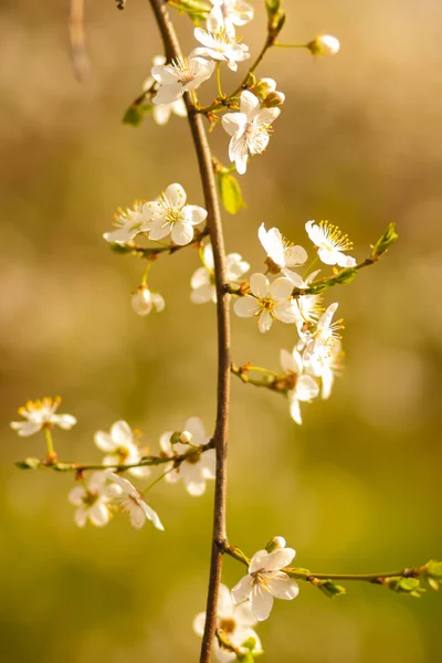 Flor Cerezo Sol Flores Blancas Sobre Fondo Verde Borroso Ramas — Foto de Stock