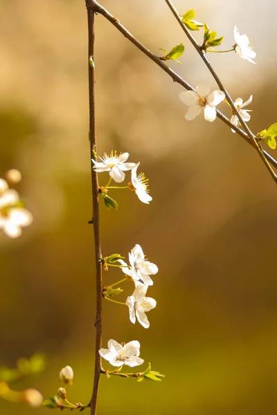 Flor Cerezo Sol Flores Blancas Sobre Fondo Verde Borroso Ramas — Foto de Stock