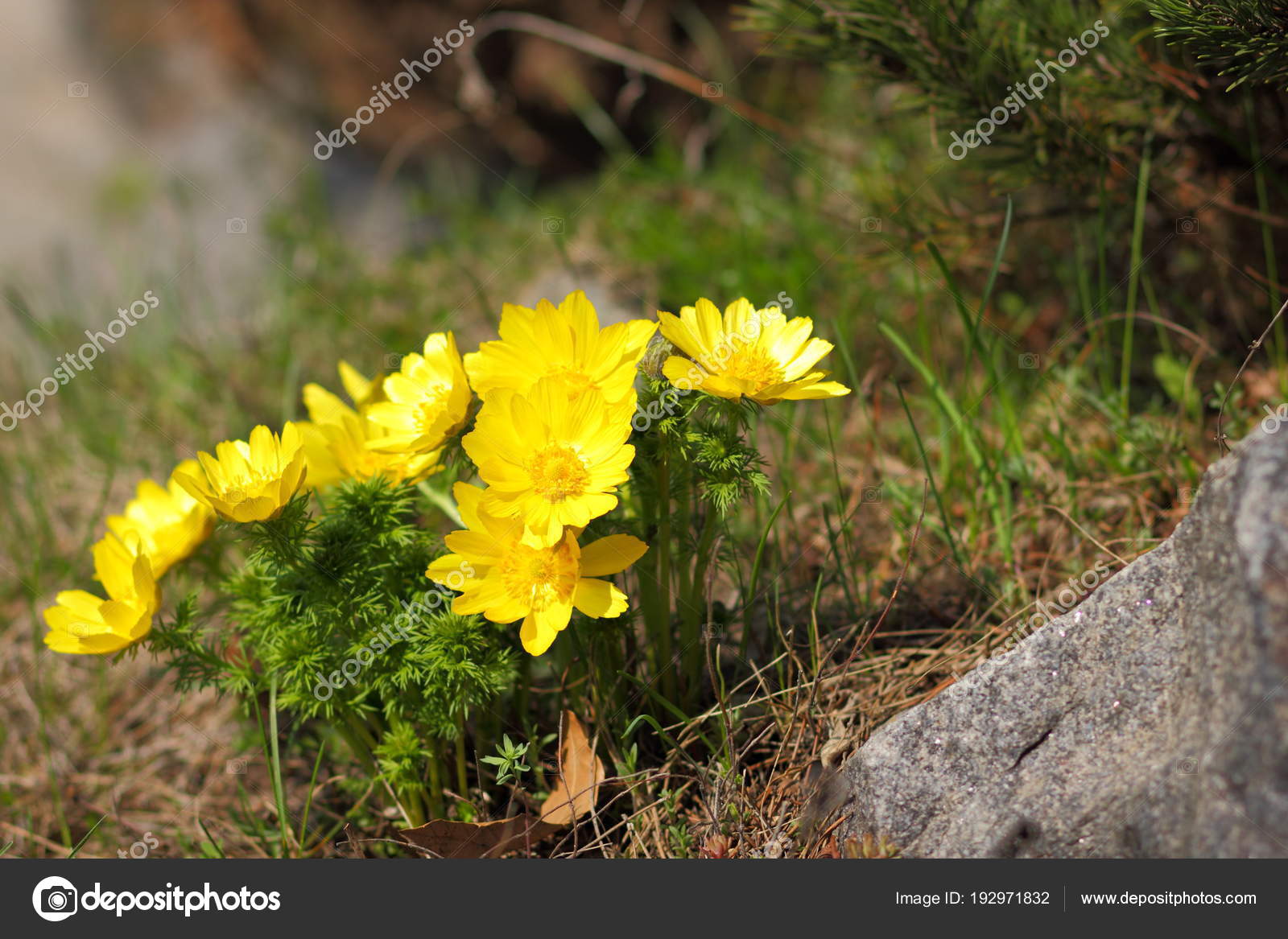Fleurs Jaunes Début Printemps Les Fleurs Sauvages Avec