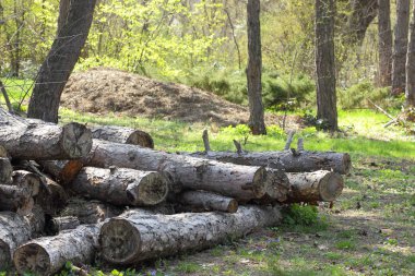 Kesilen çam ağaçları orman, ormansızlaşma, ekolojik sorunlar toprak, ağaçlar Boyutlanmış kereste, küresel ısınma, tasarımcı için stok için deste