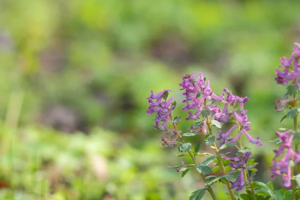 Flores Violetas Principios Primavera Flores Silvestres Con Fondo Borroso Blanco — Foto de Stock