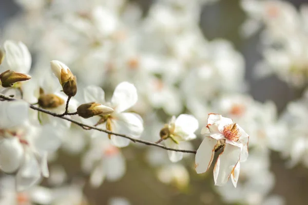 Magnolienkobus Weiße Magnolienblüten Sonnenlicht Ein Verschwommener Hintergrund Eine Ungeöffnete Knospe — Stockfoto