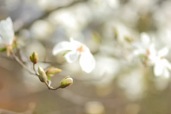 Magnolienkobus Weiße Magnolienblüten Sonnenlicht Ein Verschwommener Hintergrund Eine Ungeöffnete Knospe — Stockfoto