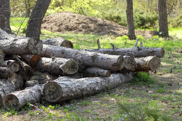 Pinhais Derrubados Floresta Desmatamento Problemas Ecológicos Terra Conveses Árvores Para — Fotografia de Stock