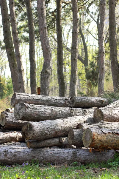 Pini Abbattuti Nella Foresta Disboscamento Problemi Ecologici Della Terra Ponti — Foto Stock