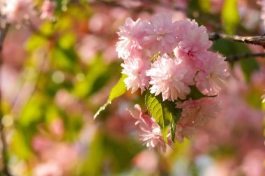 Çiçekli vişne dallarında güneş, arka plan bulanık, güneşli bir sabah, bir tasarımcı için boş bir alan bir kopyasını üzerinde pembe çiçekler, doğal bir arka plan ile yeşil yaprakları, sanat