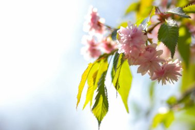 Çiçekli vişne dallarında güneş, arka plan bulanık, güneşli bir sabah, bir tasarımcı için boş bir alan bir kopyasını üzerinde pembe çiçekler, doğal bir arka plan ile yeşil yaprakları, sanat