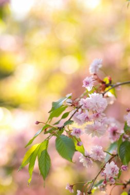 Çiçekli vişne dallarında güneş, arka plan bulanık, güneşli bir sabah, bir tasarımcı için boş bir alan bir kopyasını üzerinde pembe çiçekler, doğal bir arka plan ile yeşil yaprakları