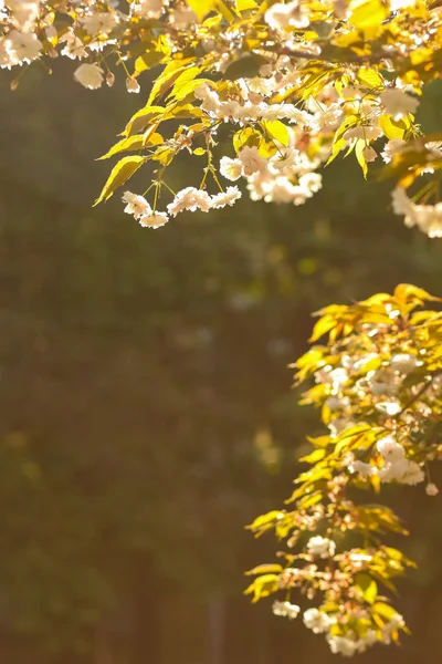 Flowering Cherry Branches Sun Pink Flowers Blurry Background Sunny Morning — Stock Photo, Image