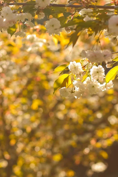 Flowering Cherry Branches Sun Pink Flowers Blurry Background Sunny Morning — Stock Photo, Image