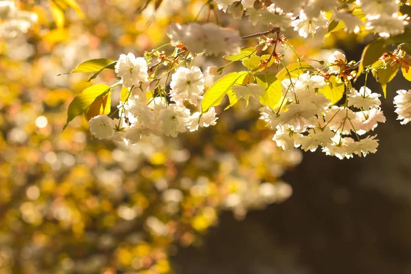 Blühende Kirschzweige Der Sonne Rosa Blüten Auf Verschwommenem Hintergrund Sonniger — Stockfoto