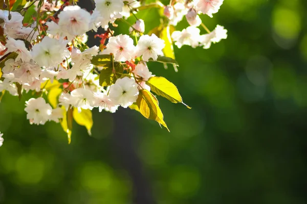 Florecientes Ramas Cerezo Sol Flores Rosadas Sobre Fondo Borroso Mañana — Foto de Stock