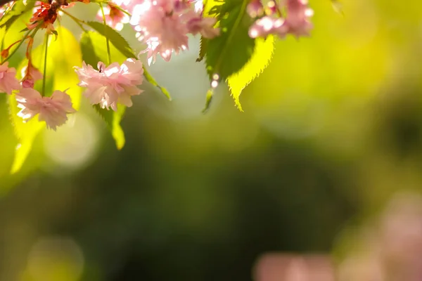 Florecientes Ramas Cerezo Sol Flores Rosadas Sobre Fondo Borroso Una — Foto de Stock