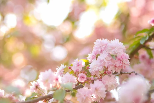 Blühende Kirschzweige Der Sonne Rosa Blüten Auf Verschwommenem Hintergrund Ein — Stockfoto