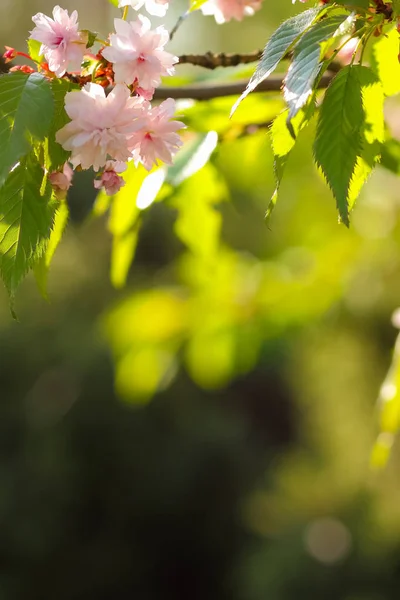 Flowering Cherry Branches Sun Pink Flowers Blurred Background Sunny Morning — Stock Photo, Image