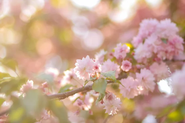 Blühende Kirschzweige Der Sonne Rosa Blüten Auf Verschwommenem Hintergrund Ein — Stockfoto