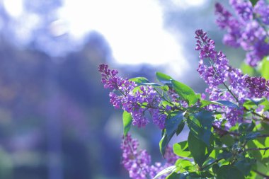 Eflatun Menekşe tonlama, güneş ışığı altında çiçek açması Lila, mor çiçekler ile kopya alanı, kartpostal için boş bulanık arka plan, Festival buket, sanat