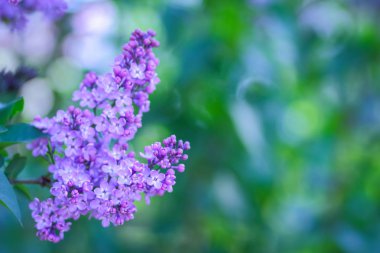 Eflatun Menekşe tonlama, güneş ışığı altında çiçek açması Lila, mor çiçekler ile kopya alanı, kartpostal için boş bulanık arka plan, Festival buket, sanat