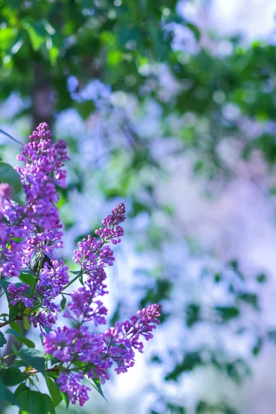 Lilac Violet Toning Blossoming Lilac Sunlight Purple Flowers Copy Space — Stock Photo, Image