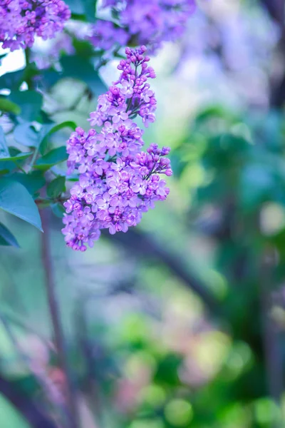 紫色色调的丁香 在阳光下绽放的丁香 紫色的花朵与复制的空间 空白的明信片 模糊的背景 节日花束 — 图库照片