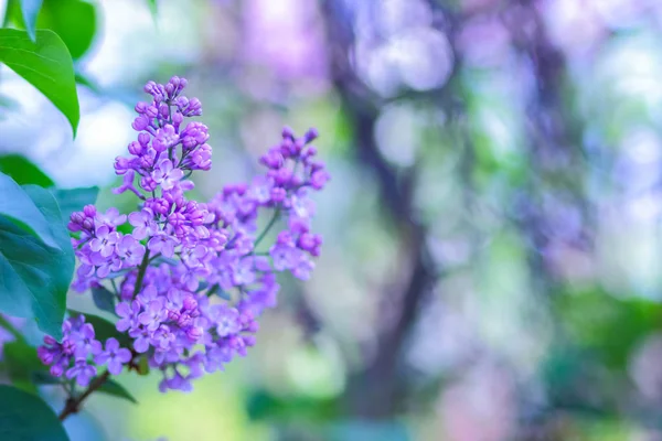 Flieder Violettem Ton Blühender Flieder Sonnenlicht Lila Blumen Mit Kopierraum — Stockfoto