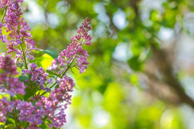 Sıcak renkler, kopya alanı, kartpostal, bulanık arka plan, Festival buket, sanat için boş ile güneş ışığı, mor çiçek çiçeklenme Lila Lila