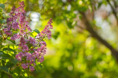 Sıcak renkler, kopya alanı, kartpostal, bulanık arka plan, Festival buket, sanat için boş ile güneş ışığı, mor çiçek çiçeklenme Lila Lila