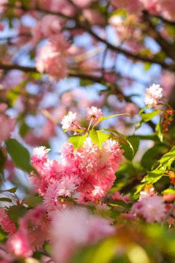 Bir kopyalama alanı, yeşil çiçekli vişne dallarında güneş, arka plan bulanık, güneşli bir sabah, bir tasarımcı için boş bir pembe çiçekler, bırakır