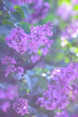 Eflatun Menekşe tonlama, güneş ışığı altında çiçek açması Lila, mor çiçekler ile kopya alanı, kartpostal için boş arka plan, Festival buket bulanık